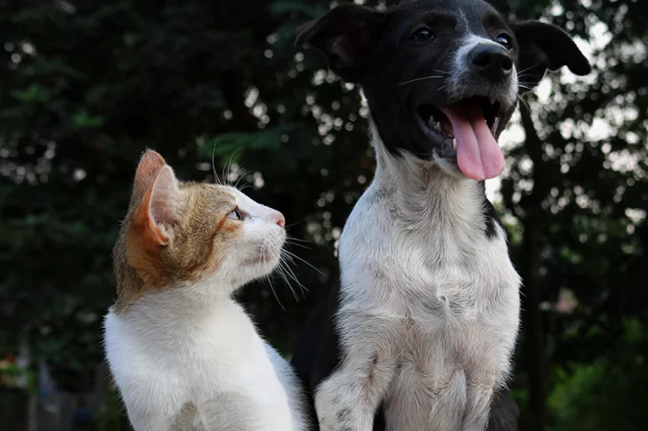 Entre perros y gatos, cuál es la mascota que mejor encaja con cada persona