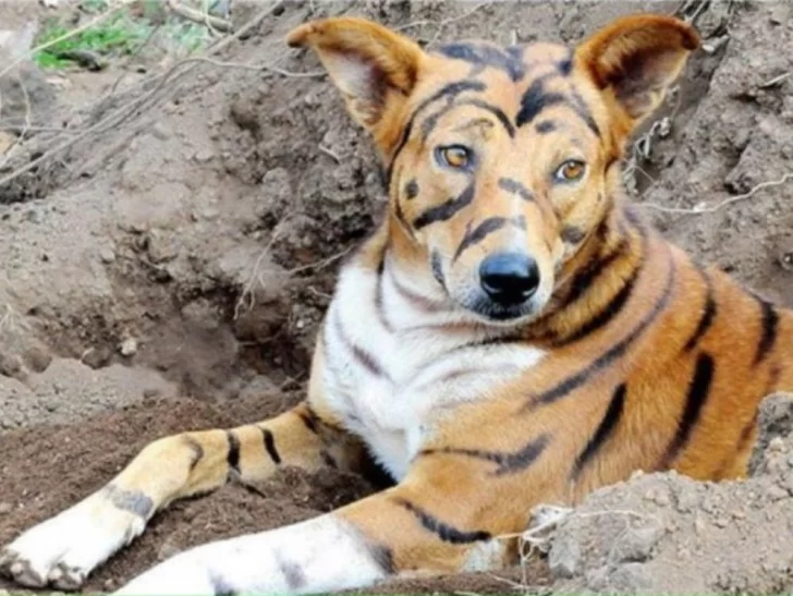Pintó a su perro como un tigre para asustar a otros animales Pintó a su perro como un tigre para asustar a otros animales