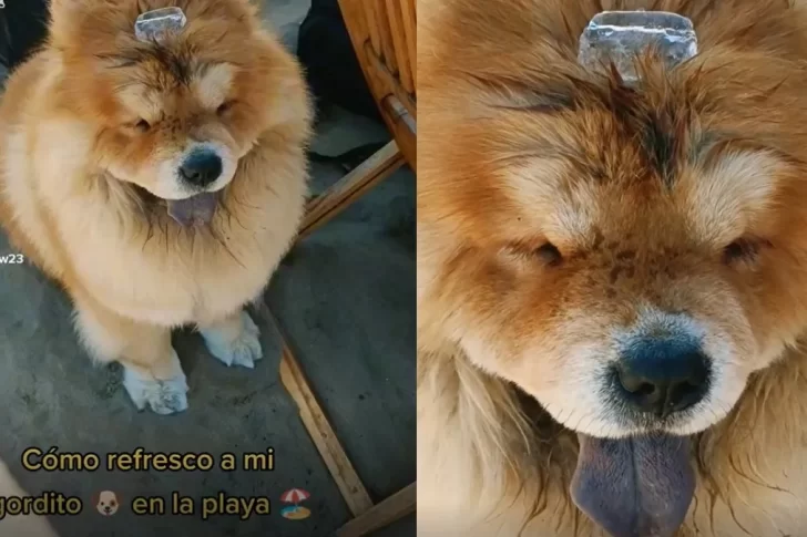 VIDEO: la tierna forma en la que refrescaron a un cachorro
