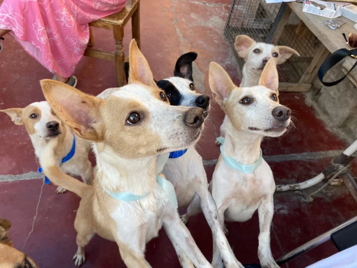 Los perros saben reconocer si una persona es mala Los perros saben reconocer si una persona es mala