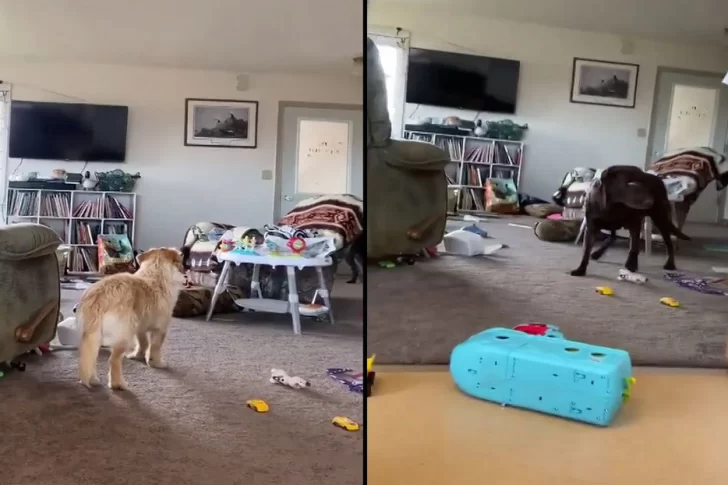 La reacción de 3 perros ante la sacudida de su casa por el terremoto de 7,5 en el Pacífico
