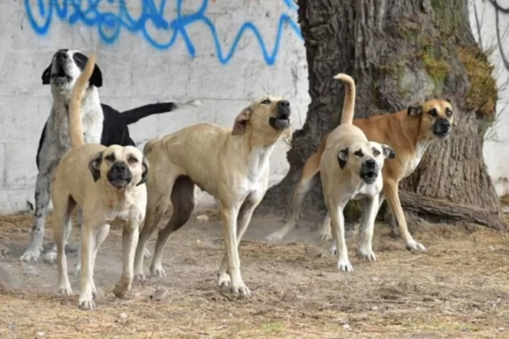 Guevara, sobre el empleado muerto: “En Rivadavia ocurren estos hechos hace años”