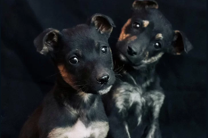 “Miradas”, el proyecto que busca mostrar el lado más tierno de los callejeros para hallarles hogar