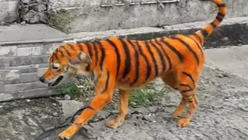 Bronca por el perro callejero al que pintaron para que parezca un tigre Bronca por el perro callejero al que pintaron para que parezca un tigre