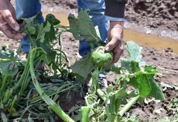 Suman 210 las denuncias por daños en cultivos luego de las dos caídas de piedra de este mes