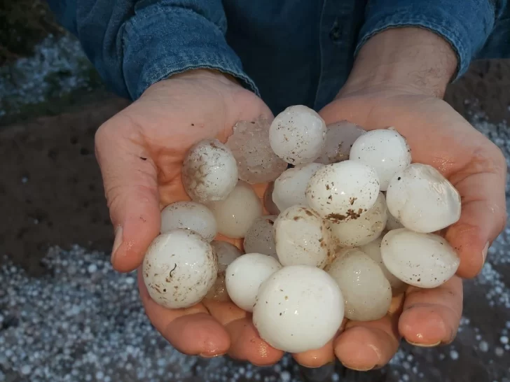 Una tormenta de piedra y viento causó destrozos en Pedernal: analizan daños en la vid Una tormenta de piedra y viento causó destrozos en Pedernal: analizan daños en la vid