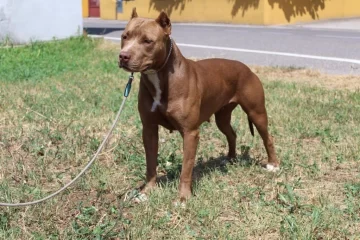 Un hombre alimentaba a su pitbull con otros perros