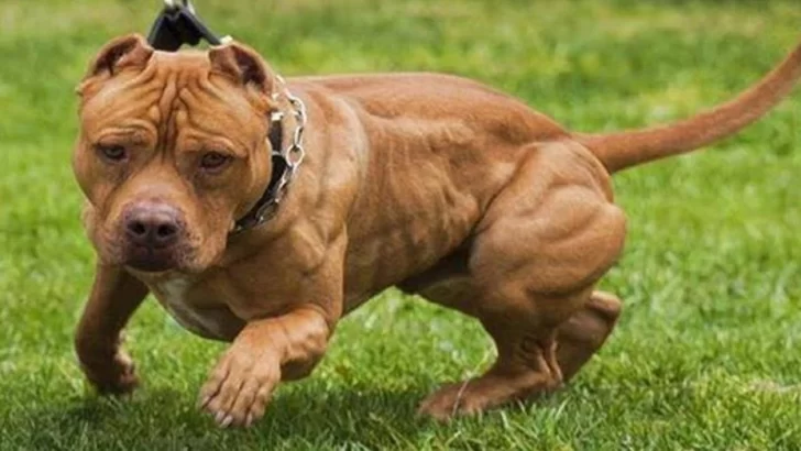 Un pitbull atacó a una beba y debieron hacerle 50 puntos en el rostro Un pitbull atacó a una beba y debieron hacerle 50 puntos en el rostro