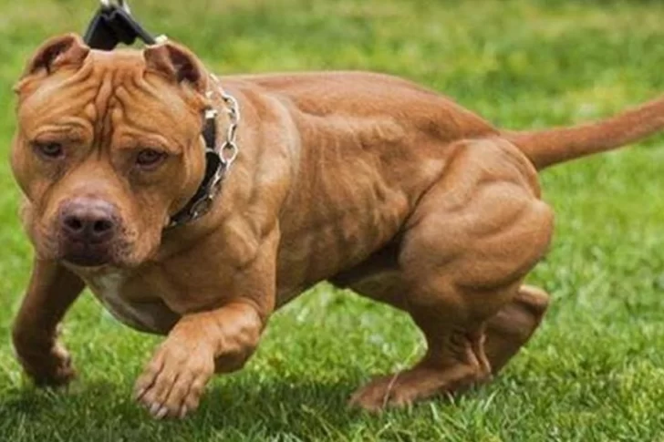 Un pitbull atacó a una beba y debieron hacerle 50 puntos en el rostro