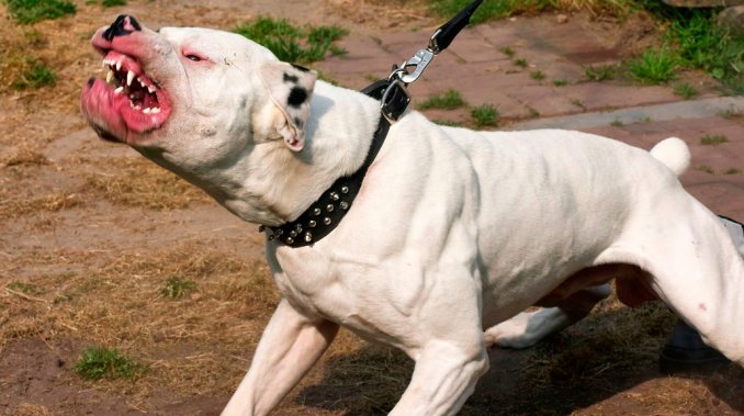 Quiso defender a su perro de un pitbull, que la atacó y mató Quiso defender a su perro de un pitbull, que la atacó y mató