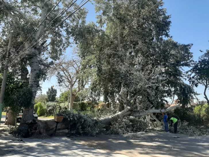 Se desplomó un plátano de 13 metros sobre calle Coll y en hora pico; pudo ser una tragedia Se desplomó un plátano de 13 metros sobre calle Coll y en hora pico; pudo ser una tragedia