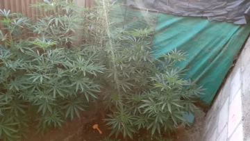 Una mujer quedó detenida por tener una plantación de marihuana en su casa