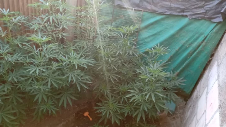 Una mujer quedó detenida por tener una plantación de marihuana en su casa