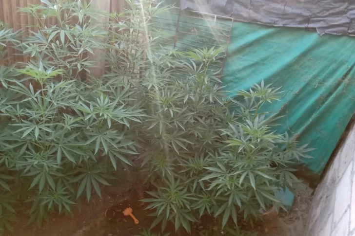 Una mujer quedó detenida por tener una plantación de marihuana en su casa