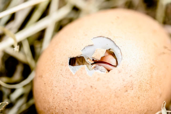 Un pollito rompió el cascarón en una huevería