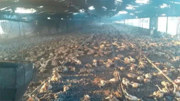 Creen que podrían bajar los precios de carne de pollo y cerdo debido a un sobrestock Creen que podrían bajar los precios de carne de pollo y cerdo debido a un sobrestock