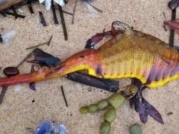 Australia: aparecieron al menos 20 dragones marinos muertos en las playas Australia: aparecieron al menos 20 dragones marinos muertos en las playas