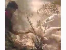 Crueldad en Entre Ríos: mataron a palazos a un puma desorientado por los incendios