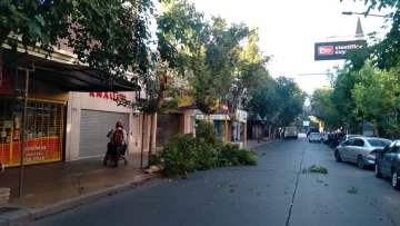 Cayó una rama en pleno centro: arrasó con cables y generó inconvenientes en el tránsito Cayó una rama en pleno centro: arrasó con cables y generó inconvenientes en el tránsito