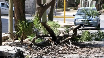 Un camión enganchó una rama que cayó sobre una madre y su hija: ambas resultaron heridas Un camión enganchó una rama que cayó sobre una madre y su hija: ambas resultaron heridas