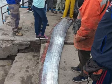 Capturaron en Chile un gigantesco pez remo y temen que se avecine una catástrofe Capturaron en Chile un gigantesco pez remo y temen que se avecine una catástrofe