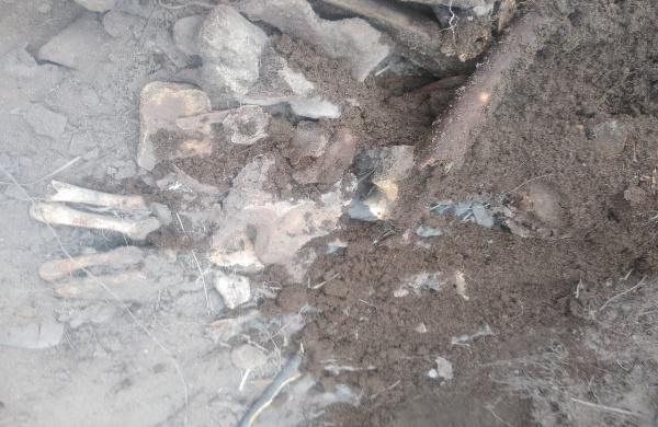 Hallan restos óseos que serían de un hombre e investigan el hecho Hallan restos óseos que serían de un hombre e investigan el hecho