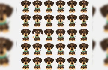 Reto viral: encontrar al perro que es diferente al resto Reto viral: encontrar al perro que es diferente al resto