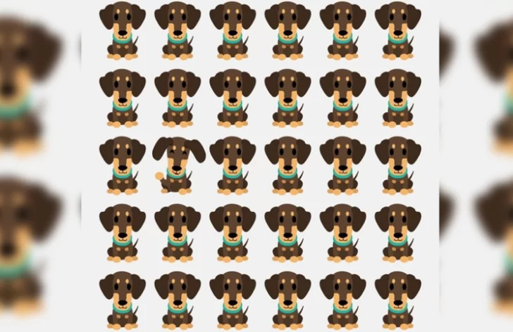 Reto viral: encontrar al perro que es diferente al resto Reto viral: encontrar al perro que es diferente al resto