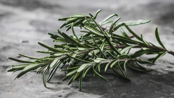 La hierba que todos usamos y es recomendada por Harvad para cuidar la memoria La hierba que todos usamos y es recomendada por Harvad para cuidar la memoria