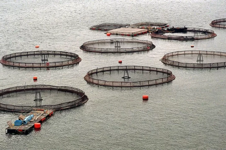 Tierra del Fuego define la aprobación de una ley para prohibir los criaderos de salmón