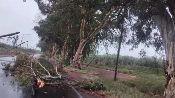Un árbol cayó en San Martín y arrasó con tres postes de electricidad Un árbol cayó en San Martín y arrasó con tres postes de electricidad