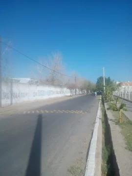 Falta de riego en árboles Falta de riego en árboles