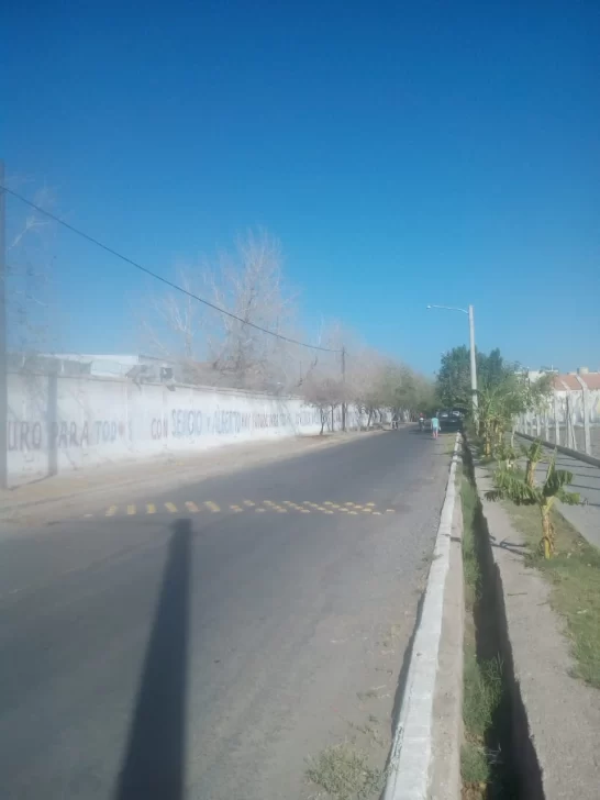 Falta de riego en árboles Falta de riego en árboles