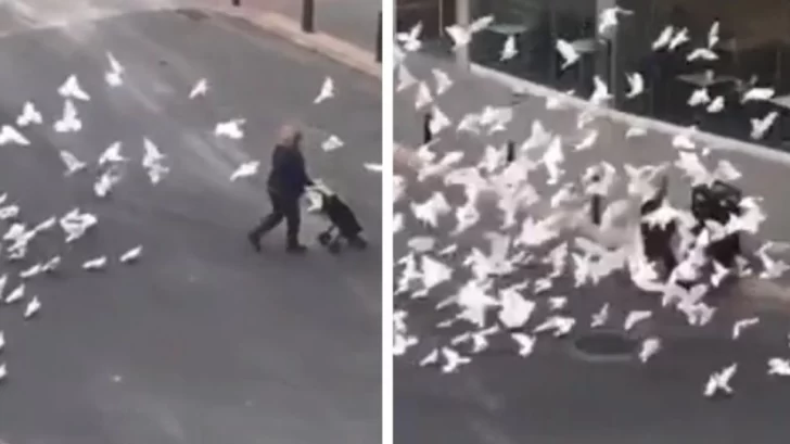 Sin gente que las alimente, palomas hambrientas atacaron a mujer que volvía de hacer las compras Sin gente que las alimente, palomas hambrientas atacaron a mujer que volvía de hacer las compras