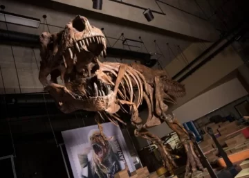 Hallaron restos del Tiranosaurio Rex más grande del mundo Hallaron restos del Tiranosaurio Rex más grande del mundo