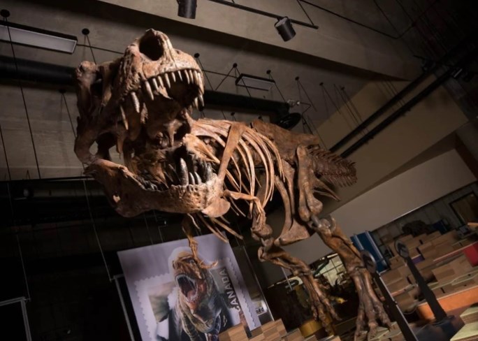 Hallaron restos del Tiranosaurio Rex más grande del mundo Hallaron restos del Tiranosaurio Rex más grande del mundo