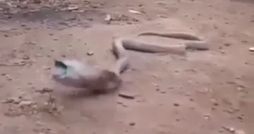 Esto es lo que sucede cuando una cobra se traga una botella de plástico Esto es lo que sucede cuando una cobra se traga una botella de plástico