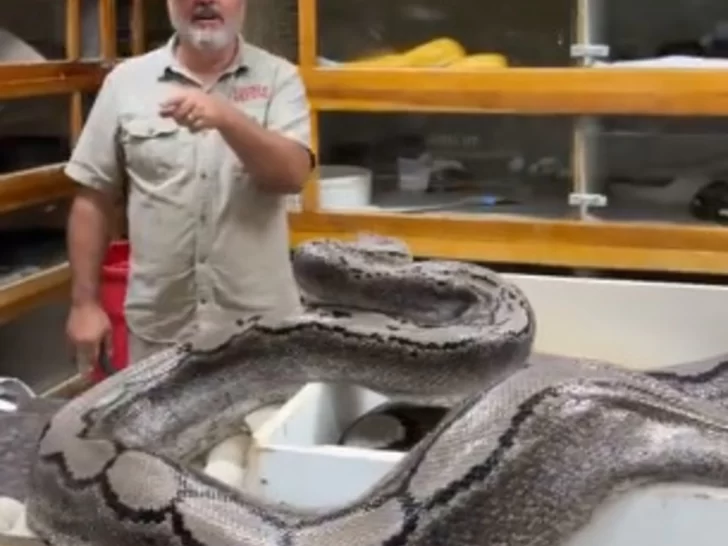El impresionante ataque de una serpiente a su cuidador El impresionante ataque de una serpiente a su cuidador