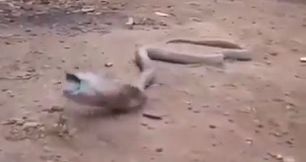 Esto es lo que sucede cuando una cobra se traga una botella de plástico Esto es lo que sucede cuando una cobra se traga una botella de plástico