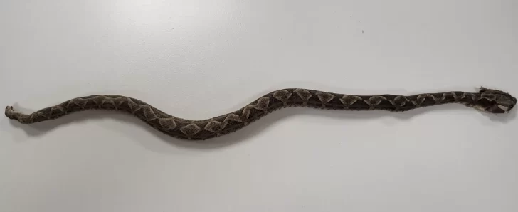 Salió a su jardín y la mordió una falsa yarará: está internada Salió a su jardín y la mordió una falsa yarará: está internada