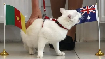 Un gato sordo, el sucesor del pulpo Paul para Rusia 2018 Un gato sordo, el sucesor del pulpo Paul para Rusia 2018