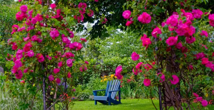 El show de las enredaderas El show de las enredaderas