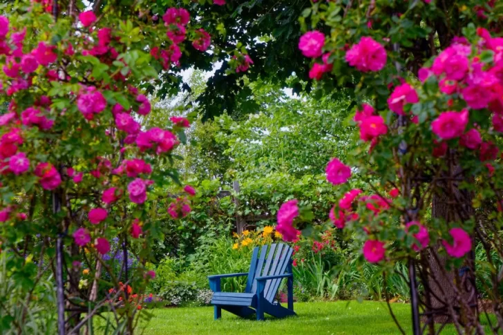 El show de las enredaderas