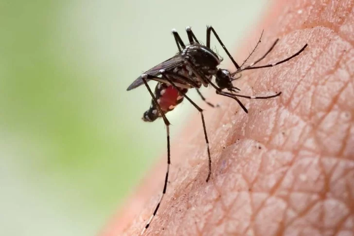 Detectaron el quinto caso de dengue autóctono en la ciudad de San Luis