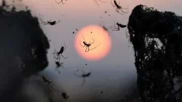 Impresionantes imágenes de la tela de araña de 1.000 metros que tapó un lago Impresionantes imágenes de la tela de araña de 1.000 metros que tapó un lago