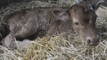 Nació una ternera en La Rural y la bautizaron “Tini, Tini” Nació una ternera en La Rural y la bautizaron “Tini, Tini”