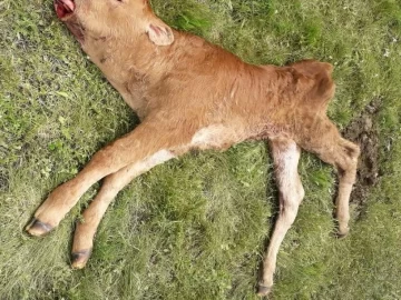 Un gendarme y su pareja fueron sorprendidos tras haber faenado un ternero Un gendarme y su pareja fueron sorprendidos tras haber faenado un ternero