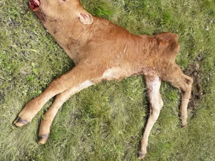 Un gendarme y su pareja fueron sorprendidos tras haber faenado un ternero Un gendarme y su pareja fueron sorprendidos tras haber faenado un ternero