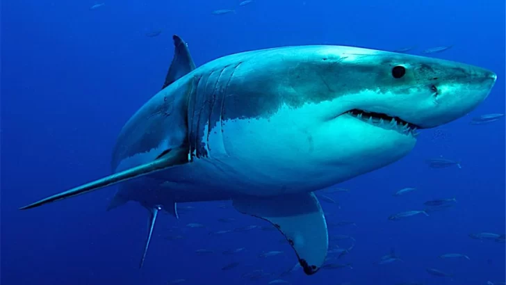 Un tiburón mordió a un turista en una playa del sureste de Brasil