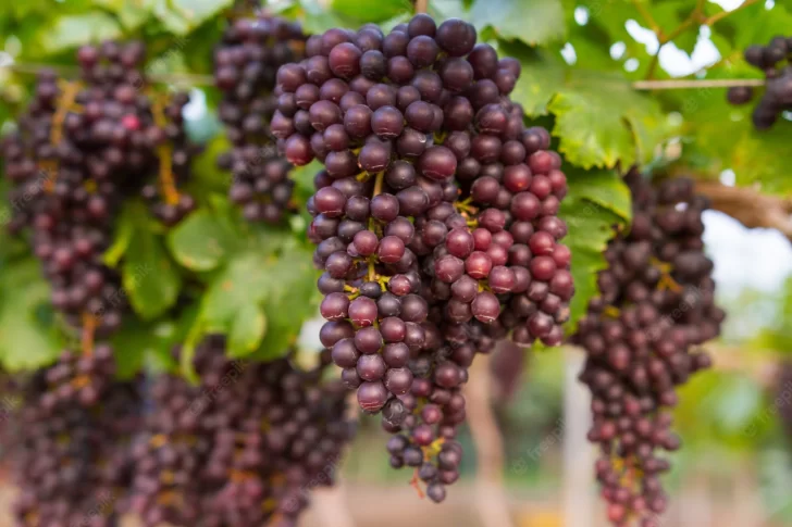 San Juan es la tercera provincia con más establecimientos de producción de uva orgánica